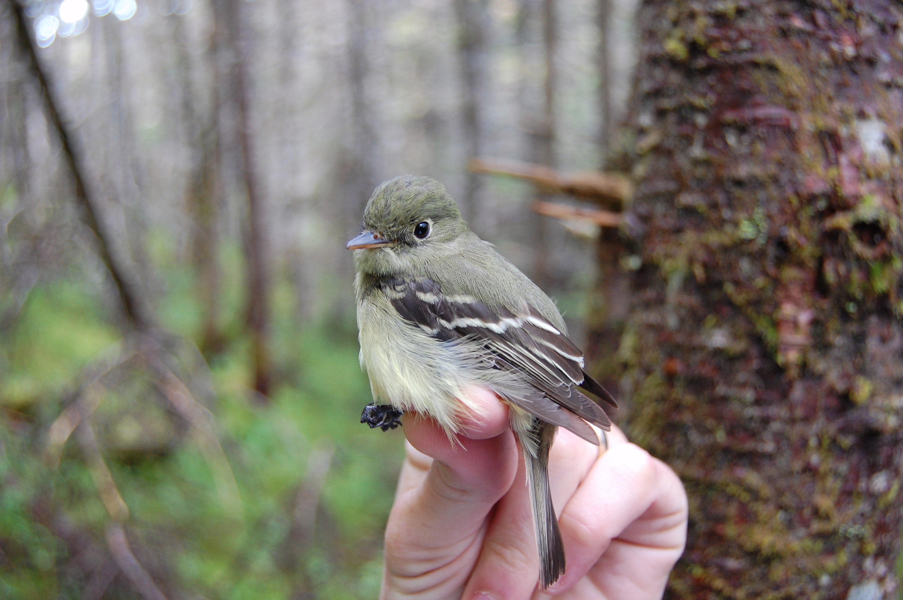 [The Evergreen Archipelago:Ecology and Evolution of Birds at the Edge of the Boreal Forest] 