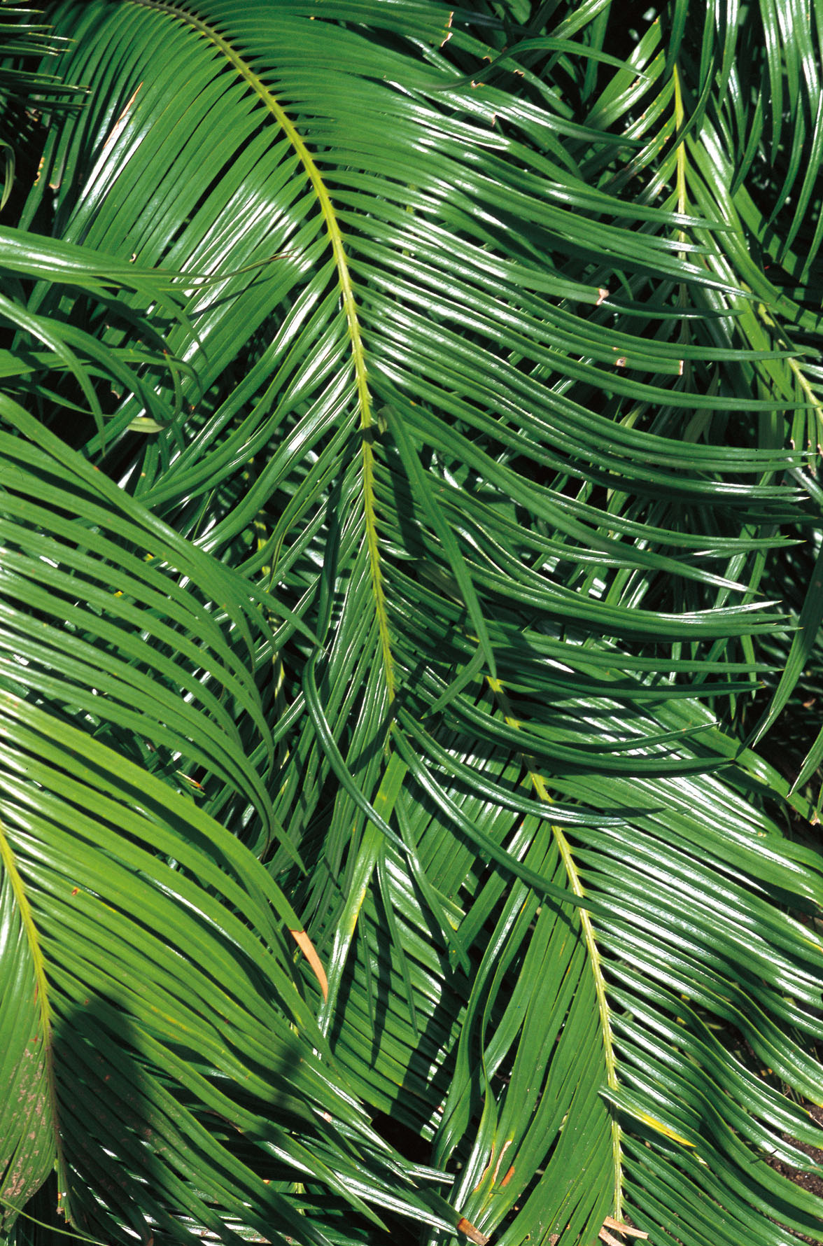 Palm leaves in the sun.; At the Limits of the Gaze&nbsp;