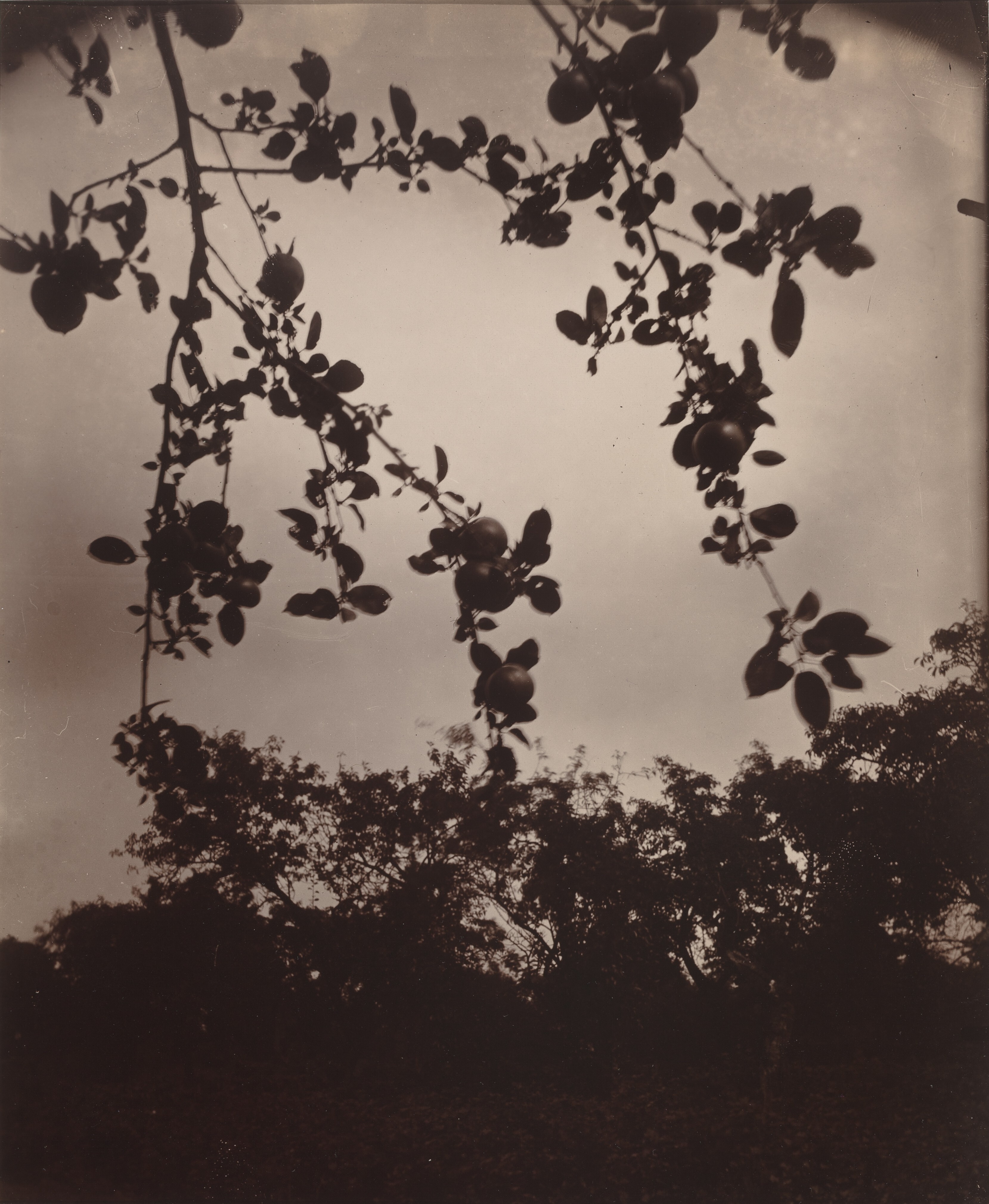 A sepia toned image of apple branches.; Noon Concert Series