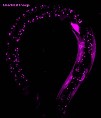 Cytoskeletal Regulation&nbsp;in Cell Migration in Complex Environments