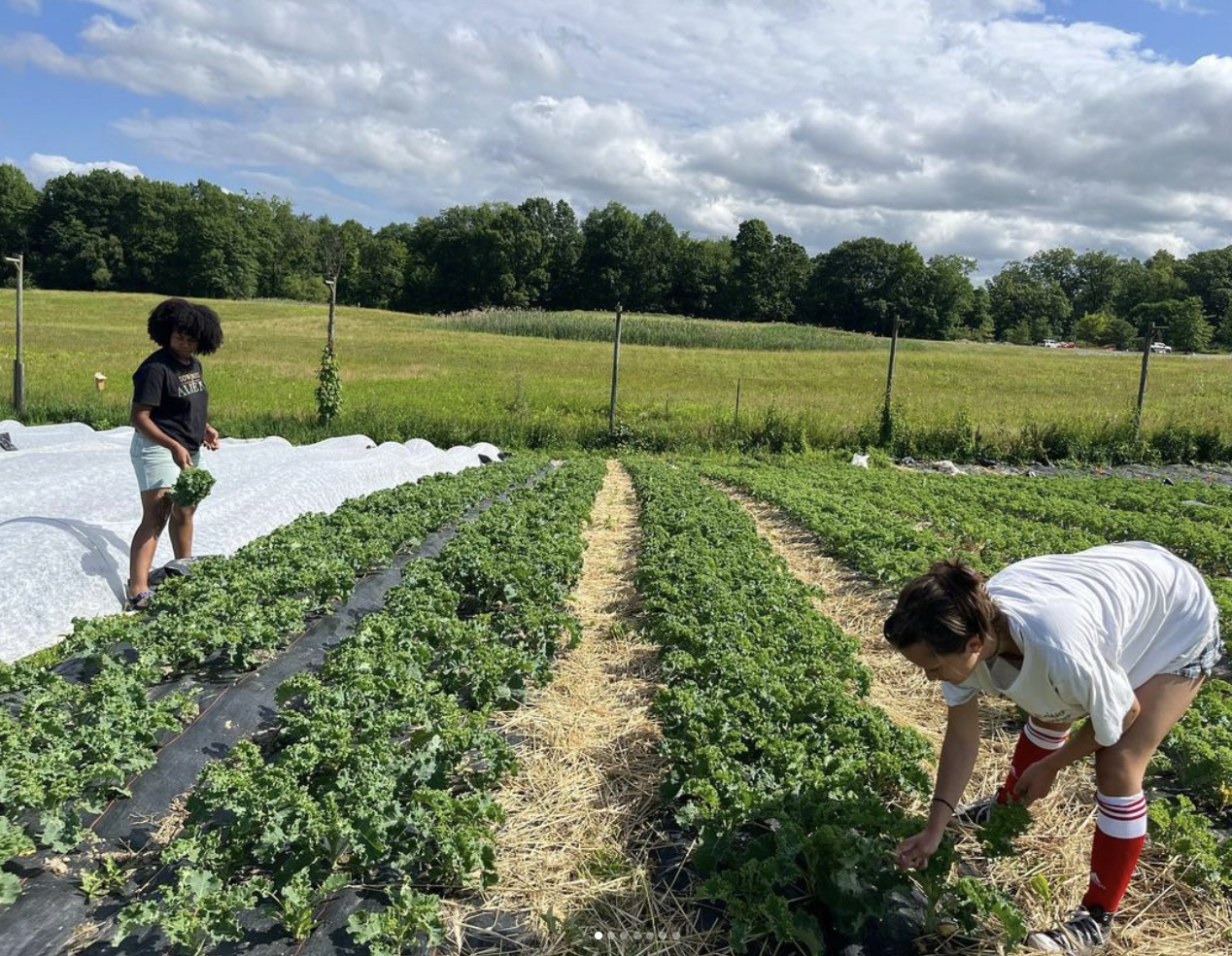 Current students at the Bard Farm. Visit the student-run weekly farm stand from June to October, rain or shine, every Thursday from 12 to 5 pm. The farm stand is now located on Library Road near Gilson Place. Photo courtesy of the @bardfarm Instagram.