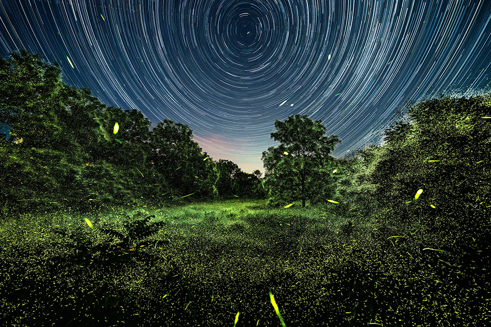Fireflies outside Greenport, New York, in June.&nbsp;Photo courtesy Pete Mauney &rsquo;93 MFA &rsquo;00