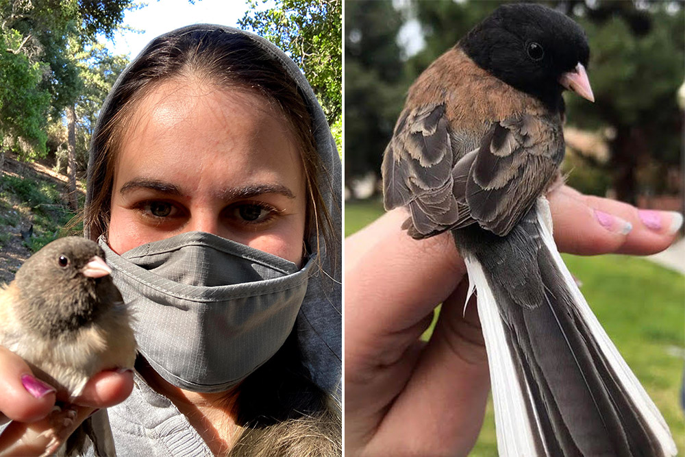 Ellie Diamant, whose paper examined how decreased human activity during the pandemic changed the beak structure of dark-eyed juncos.