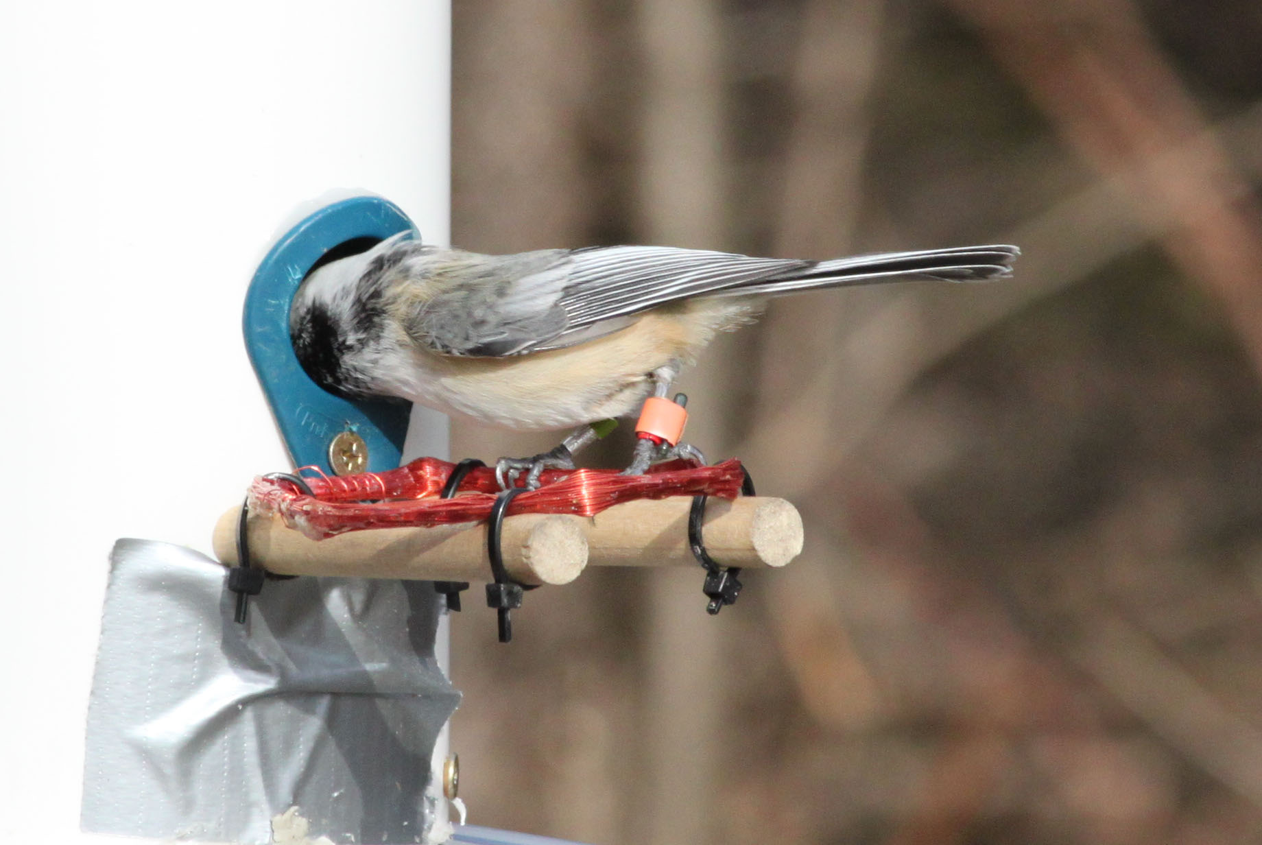 "Smart Feeders" and Optimal Foraging in Birds