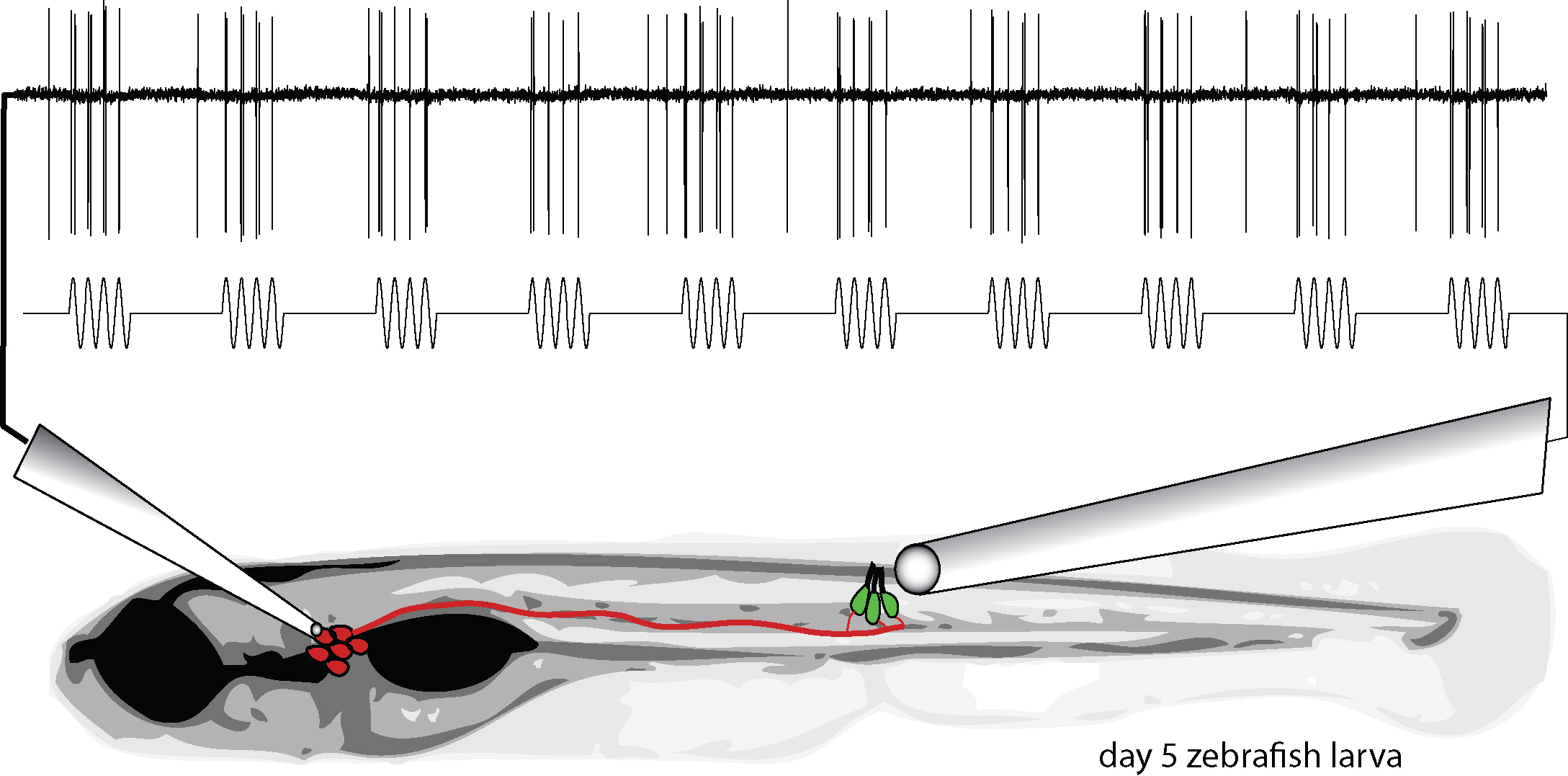 Listening In on Hair Cell Activity in the Zebrafish Lateral Line