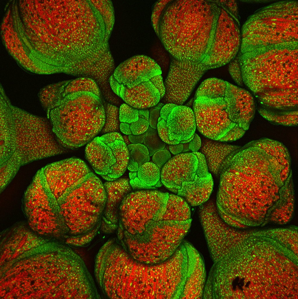 Giant Cells and Small Cells in Arabidopsis Flowers