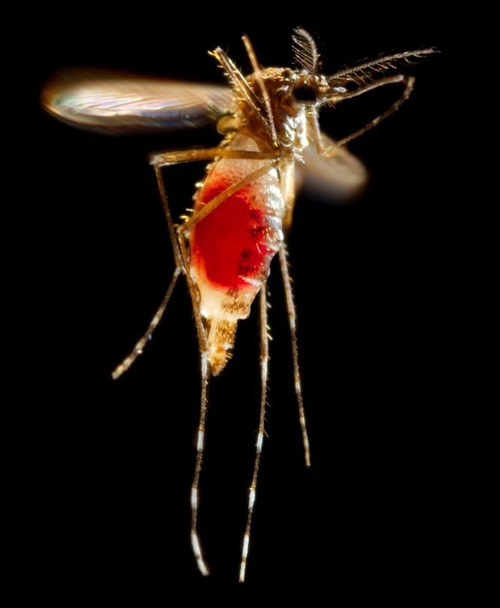 Genetic Analysis of Mosquito Attraction and Repulsion