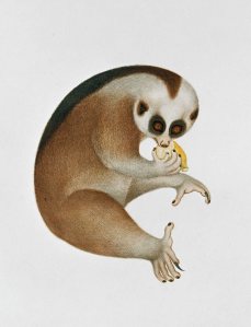 Slow Loris Conservation in Vietnam: Multidisciplinary Approaches to Address a Complex Conservation Problem