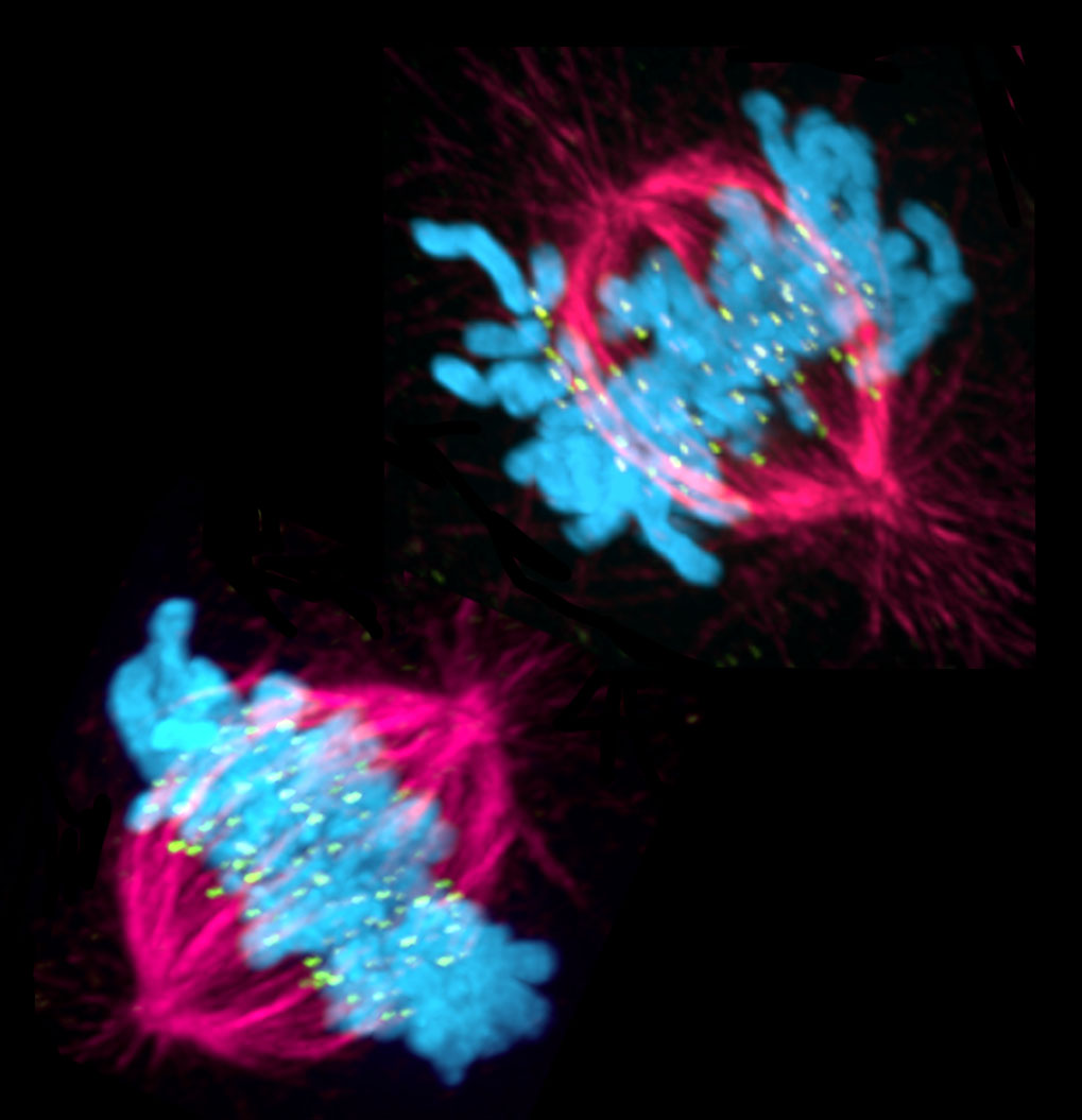 Regulating Kinetochore-Microtubule Attachments in Mitosis