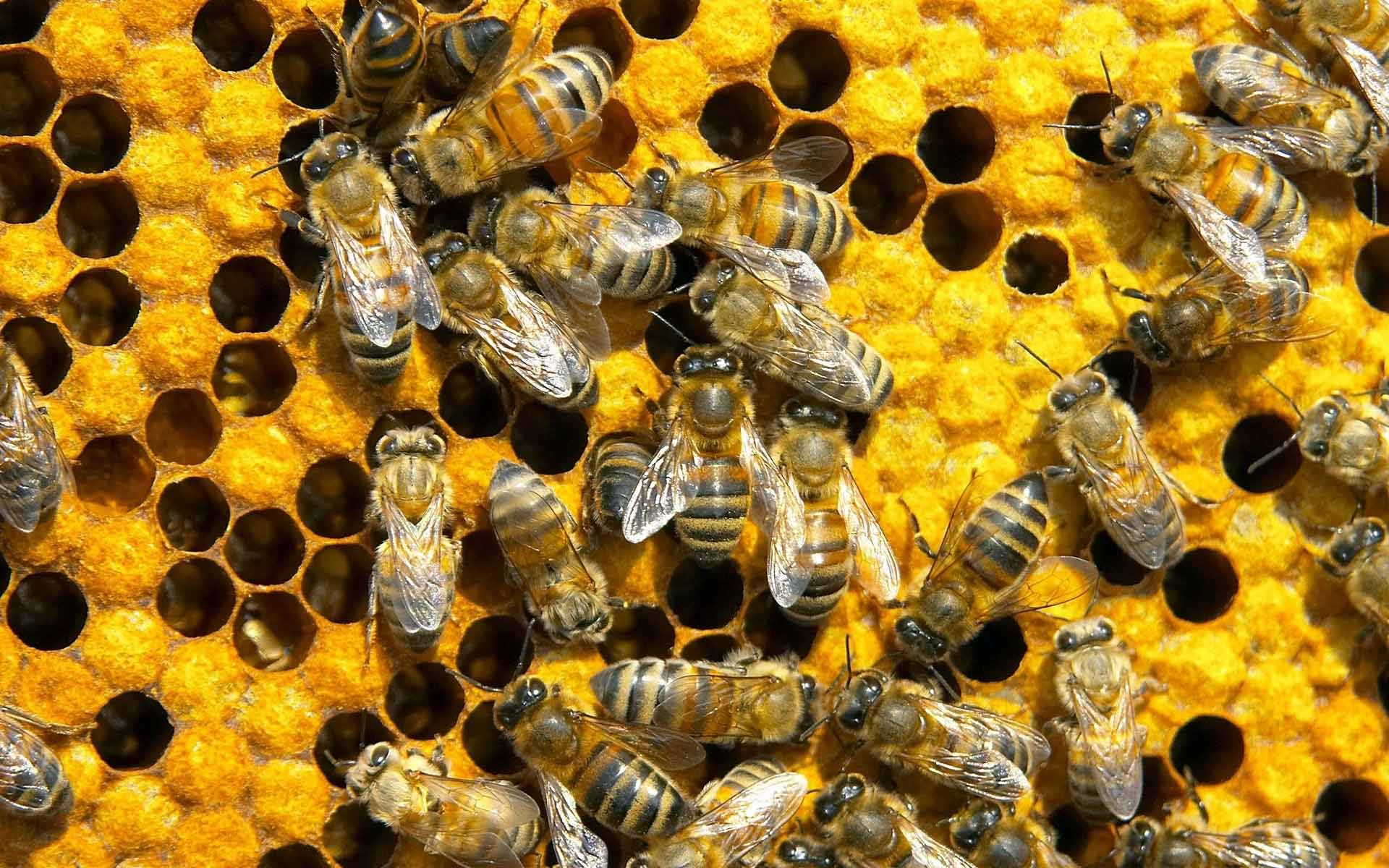 Why Are Bees Sick? A Search for Synergistic Effects