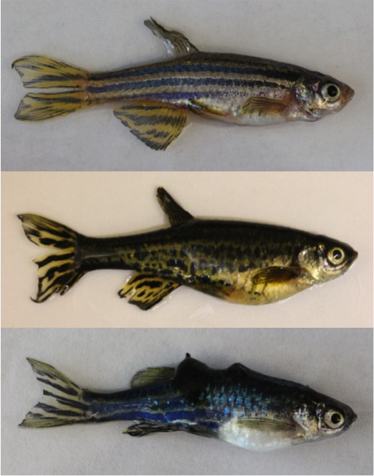 Investigating the Formation of Pigment Patterns and Cancer Development in Zebrafish