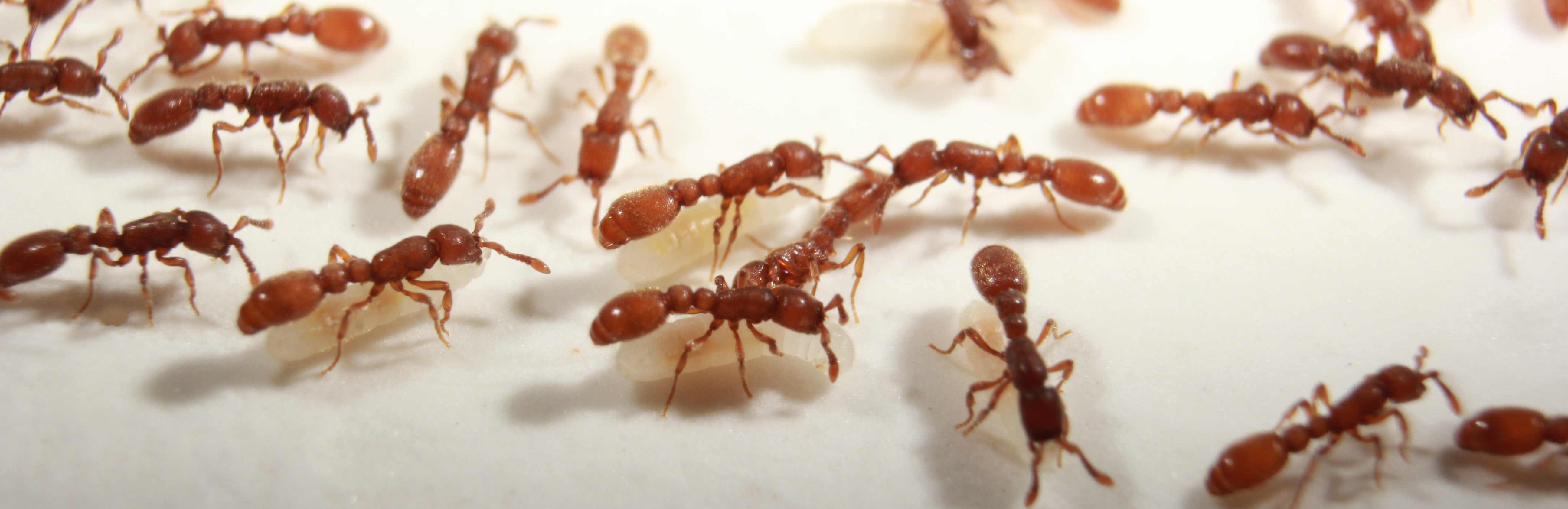 The Clonal Raider Ant and the Molecular Origins of Sociality