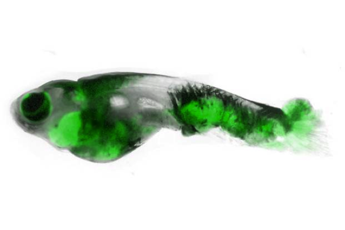 Illuminating Cancer Biology Using Transparent Zebrafish