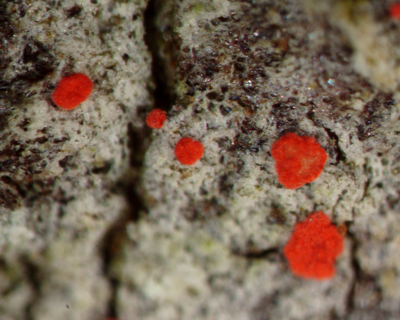 Lichens: An Exploration of a Hidden World in Peril