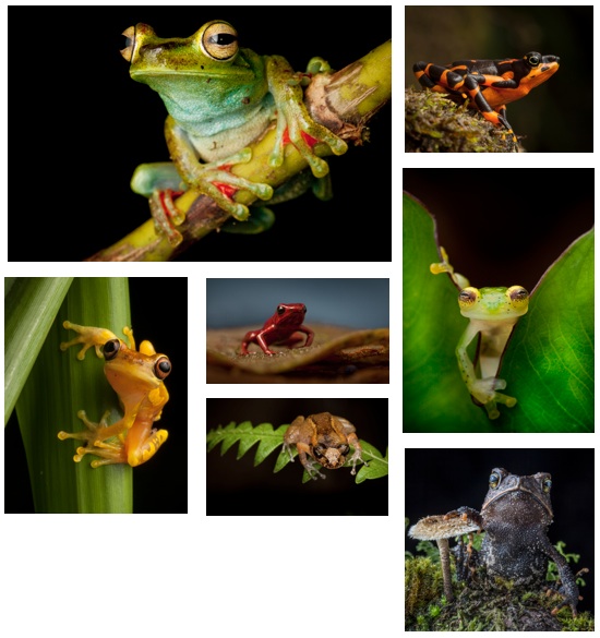 In Search of Lost Frogs:The Quest to Find the World's Rarest Amphibians and Other Stories