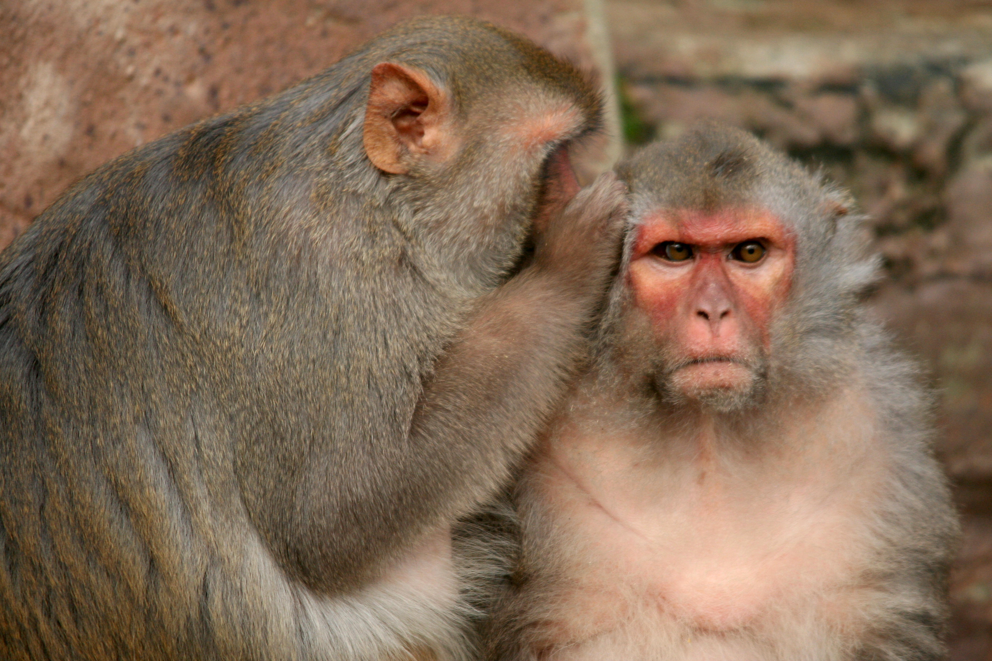 What&rsquo;s Behind A Monkey&rsquo;s Performance on a Cognitive Test? 