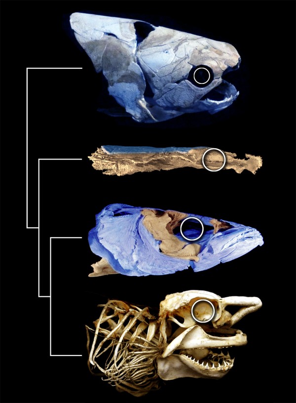 The Evolving Face of Jawed Vertebrates:A View From the Fossil Record