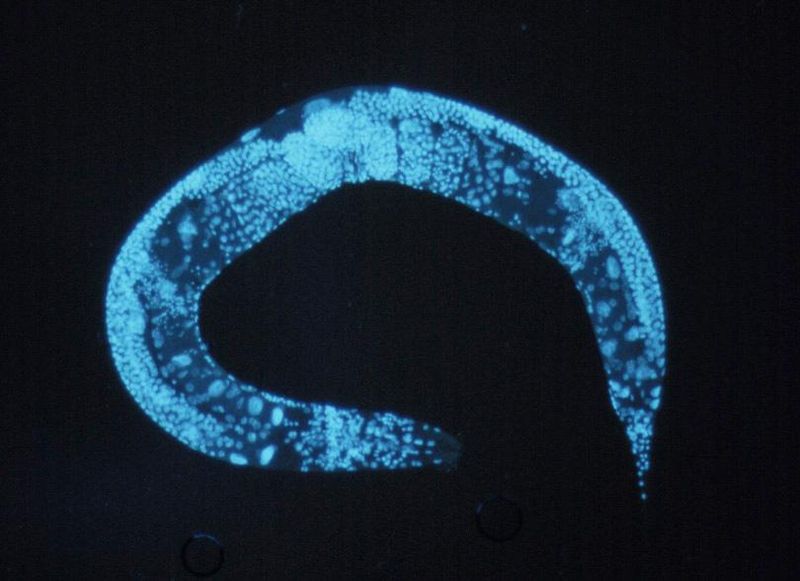 Nutritional Control of C. elegans Germline Stem Cells