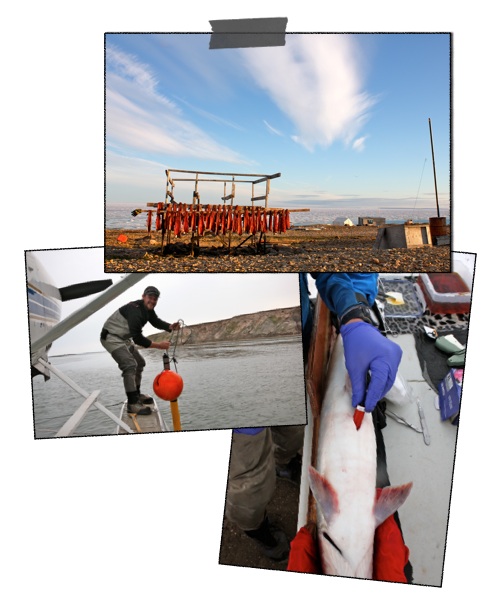 Understanding the Migrations of Arctic Char in a Changing Arctic:Integrating Telemetry and Genomics to Inform Fisheries Management