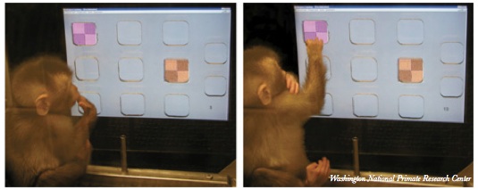 Social Cognition in &#8232;Non-human Primates:Studies from the Laboratory and into the Field