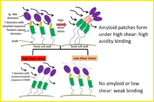 Using the Force with Amyloids for Good and Evil: Ale, Biofilms, Commensalism, and Disease