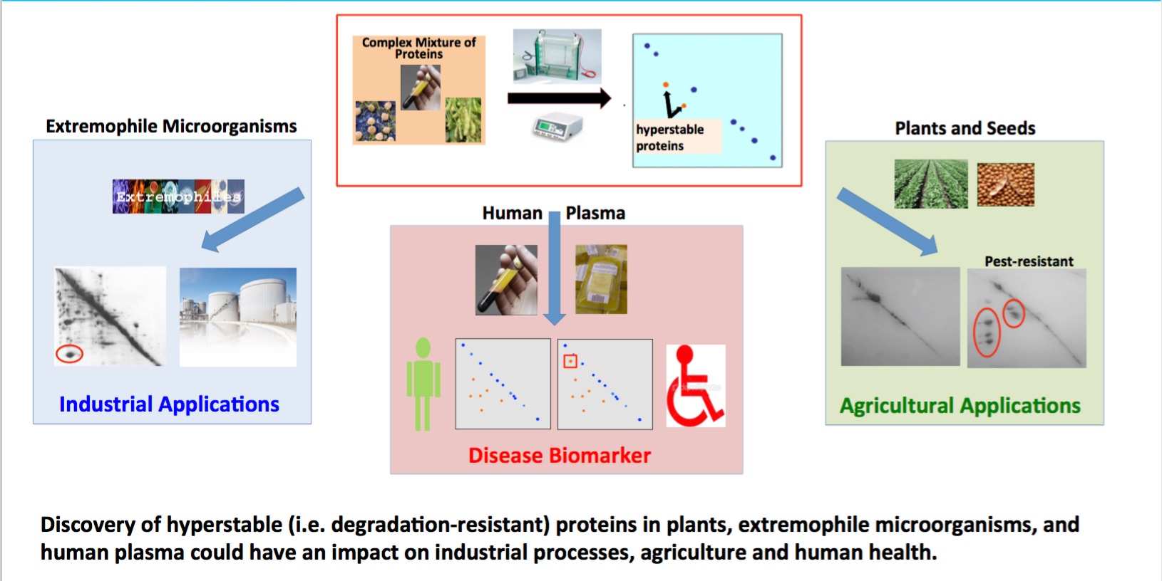 Degradation-resistant Proteins:Biological, Disease, and Biotechnology Implications