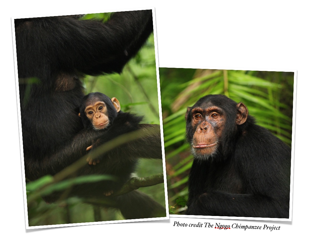 The Chimpanzees of Ngogo