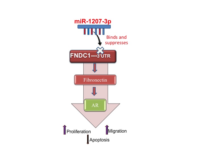 MicroRNA-1207-3p in Prostate Cancer