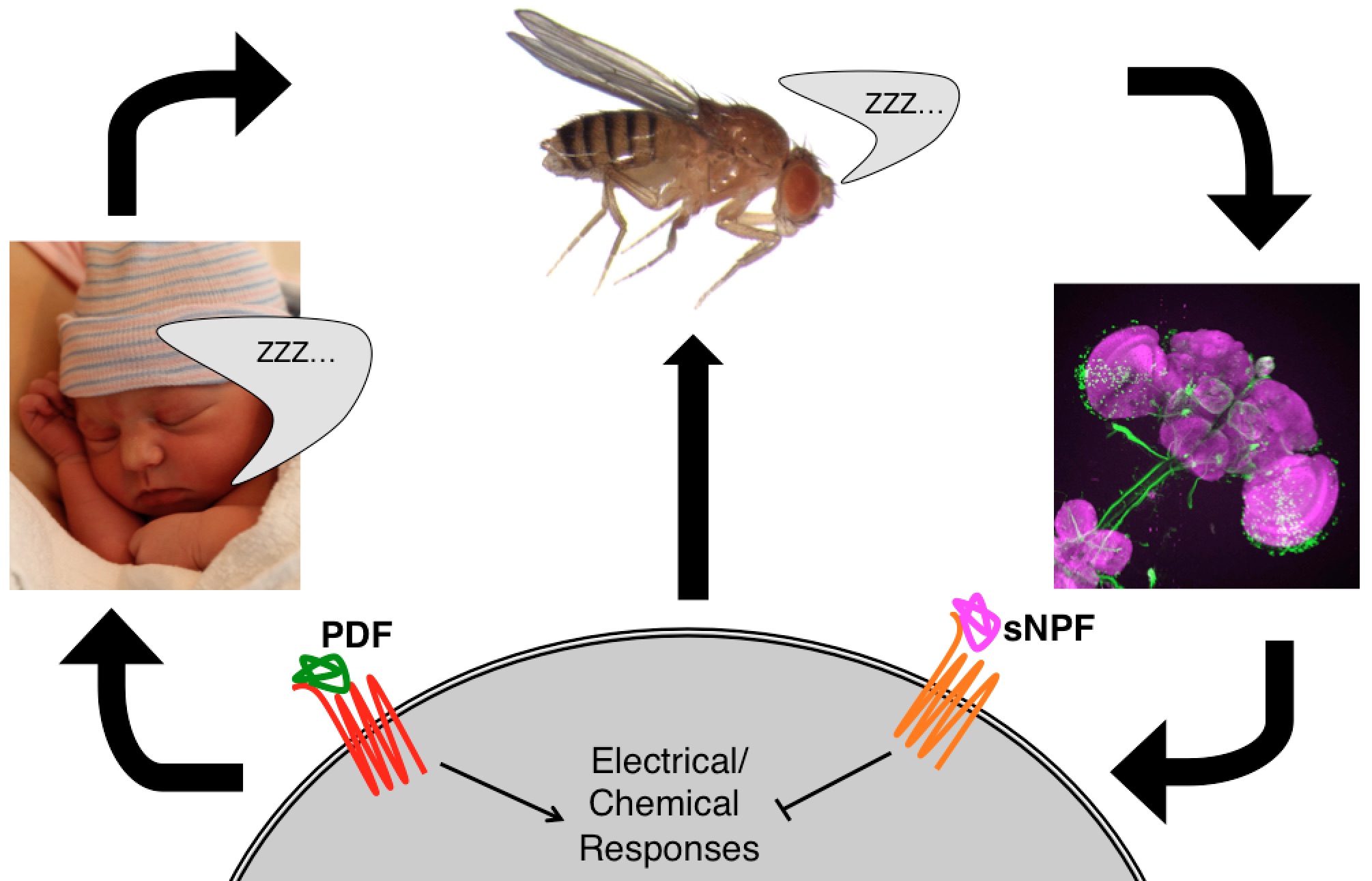 Sleeping on the Fly: Studying Fruit Flies to Learn About Mechanisms of Sleep Regulation
