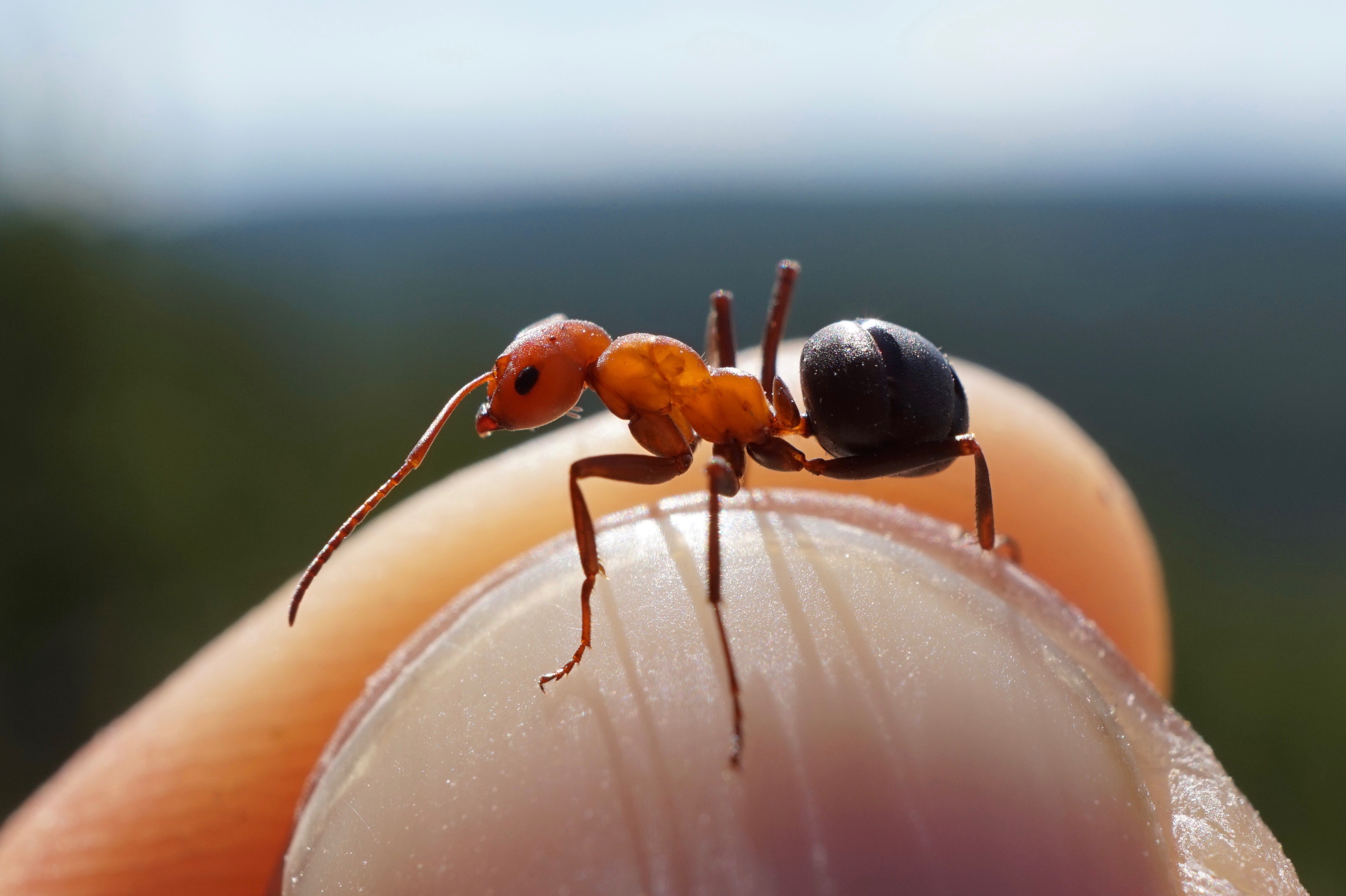 Ants, Art, Science Education, and Environmental Conservation: A Bardian&rsquo;s Story