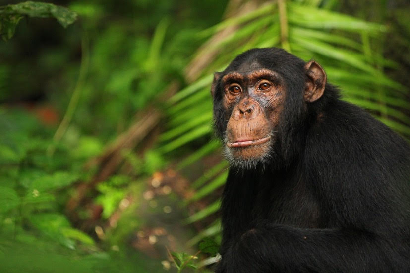 The Chimpanzees of NgogoKibale National Park, Uganda