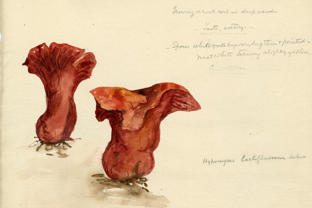 Fruiting Bodies: The Mycological Passions of John Cage (1912&ndash;1992) and Violetta White Delafield (1875&ndash;1949)