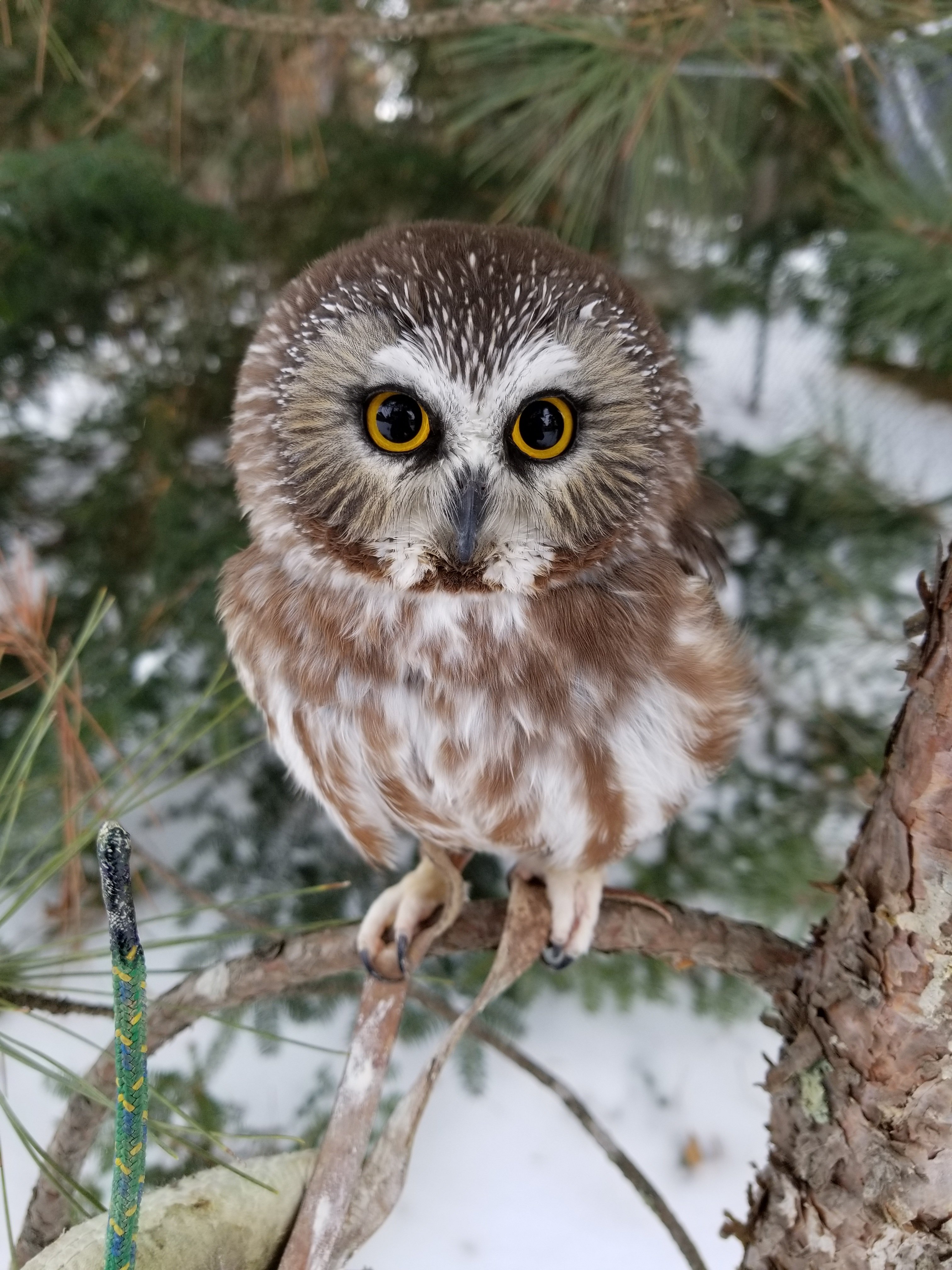 CANCELED Hear, Here? The What and Where of Northern Saw-whet Owl Auditory Processing