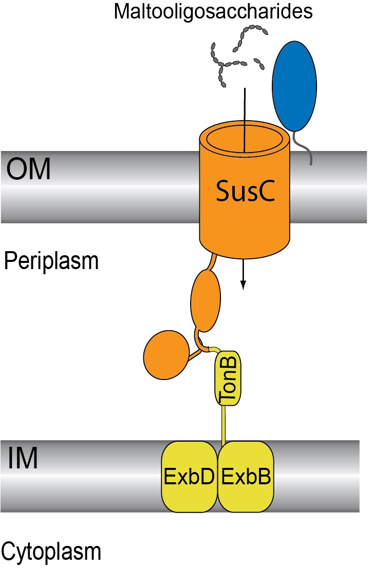Molecular Mechanisms of Sugar Utilization by the Human Gut Microbiota