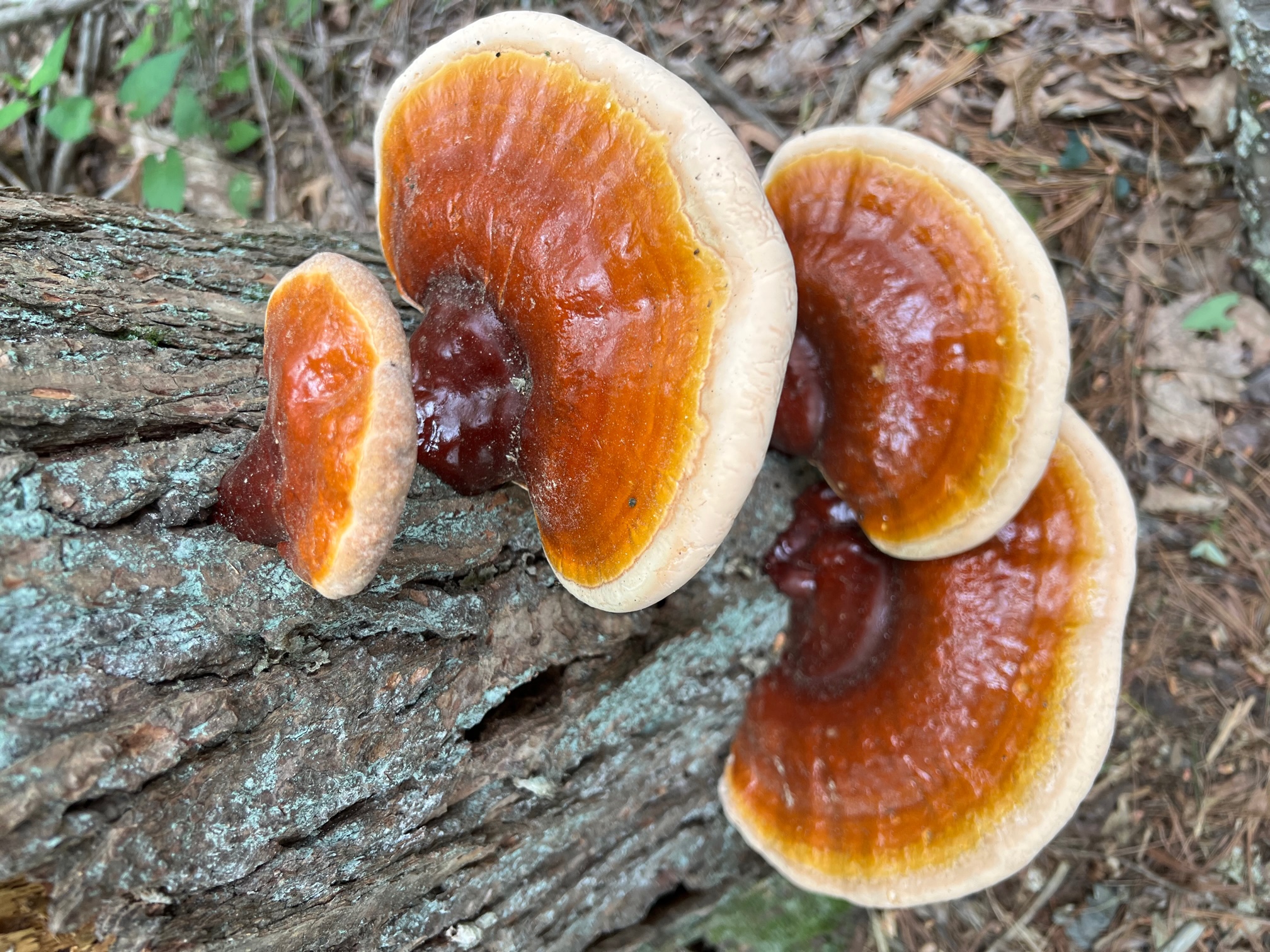 Futures in Fungi