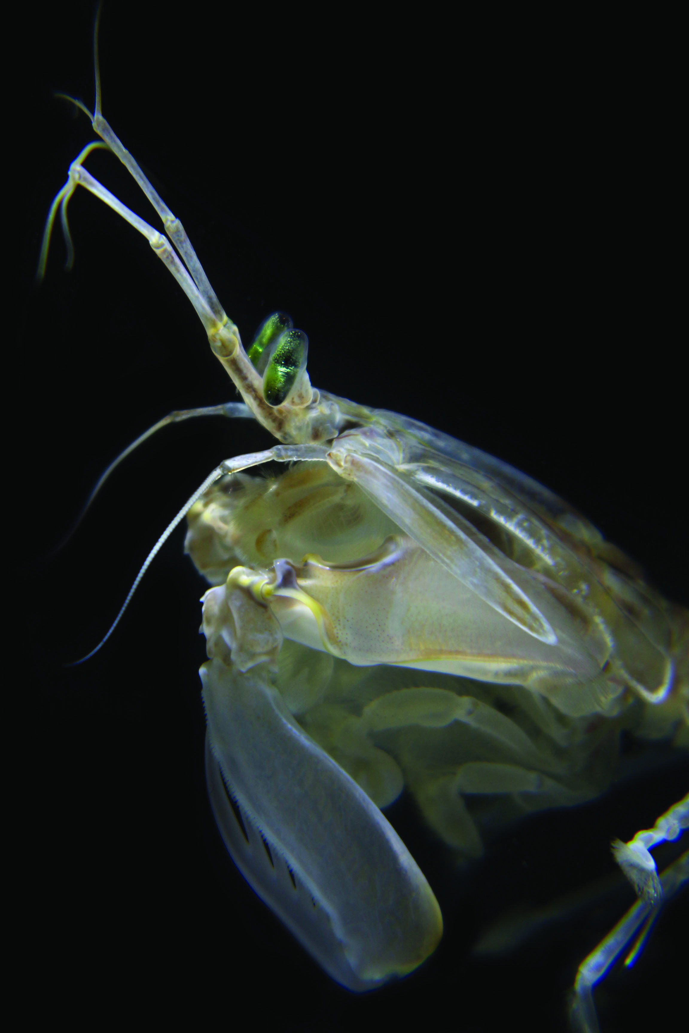 The Neuroethology of Mantis Shrimp Strikes