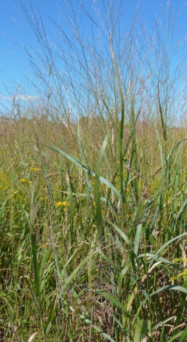 Effects of Viruses on Plant Fitness:A Plant Ecologist's Foray into Plant Virus Ecology