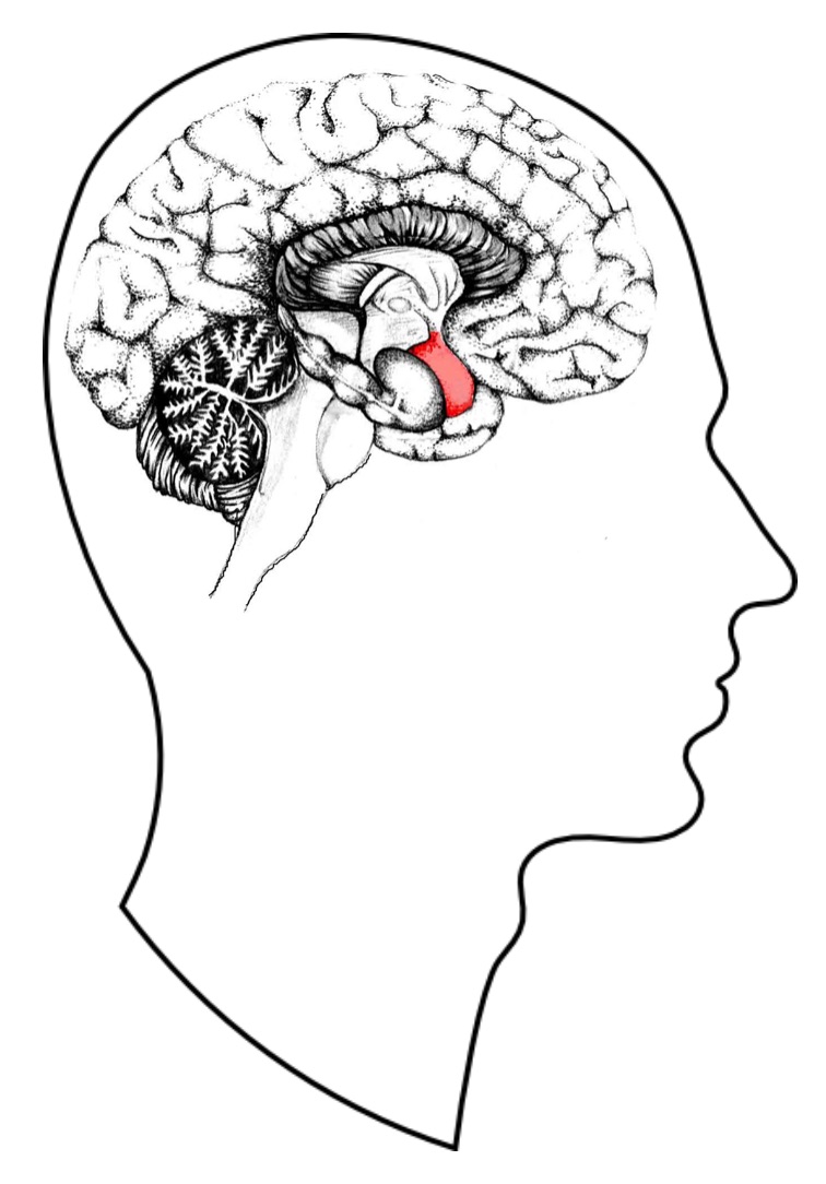 A Rose by Any Other Name:Measuring Activity in the Amygdala in Response to&nbsp; Odors