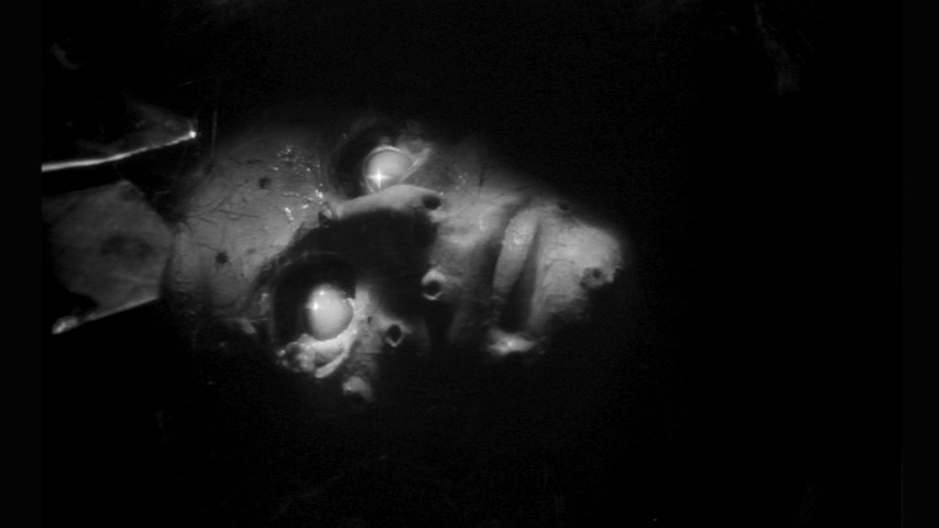 'The Glitter of Putrescence': Cinema between Poetry and Horror