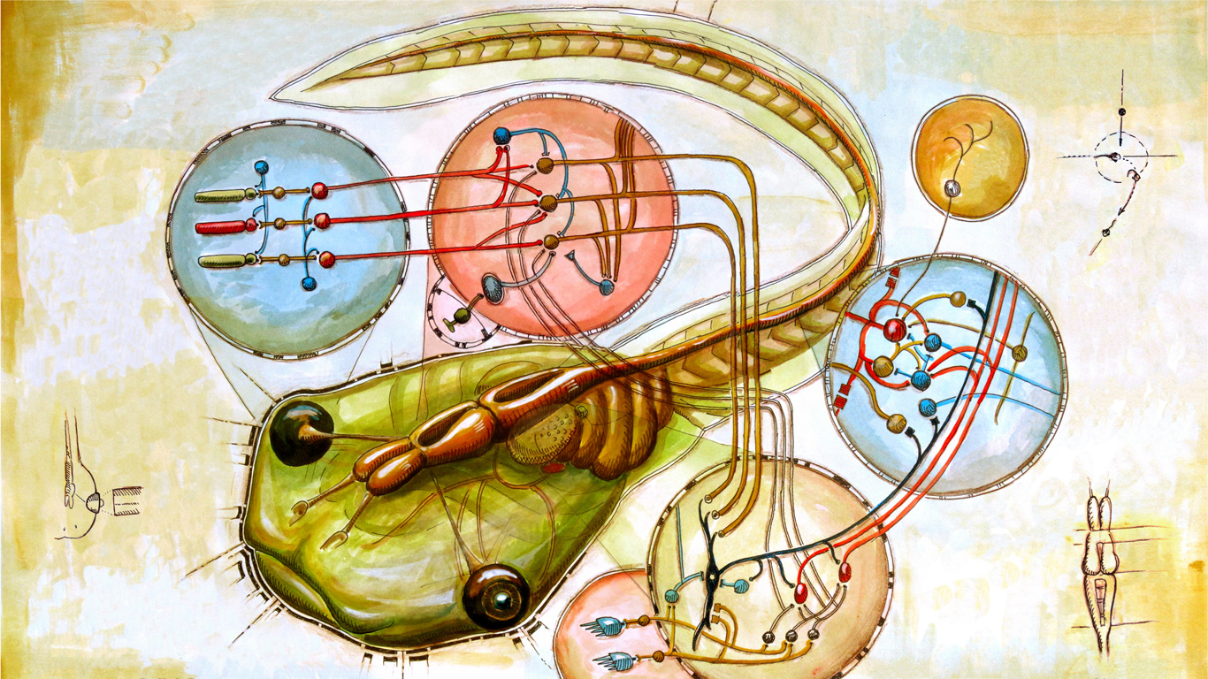 Neural Network Connectivity in the Brain of Tadpoles That Helps Them Detect Impeding Collisions