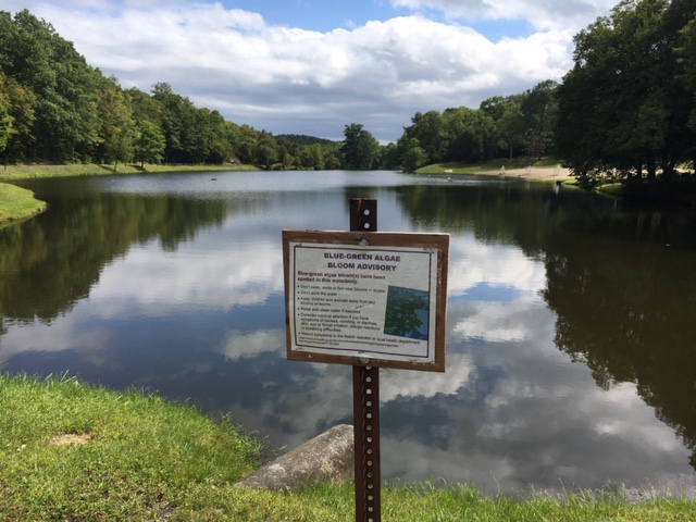 The Rise of Harmful Cyanobacteria Blooms: Potential Problems and Solutions