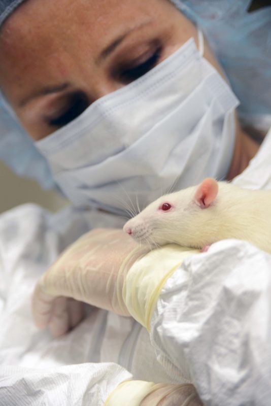 A Rat named Twirl. Image courtesy of The Come See Our World project of Americans for Medical Progress.