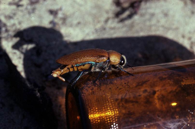 How to Disarm an Evolutionary Trap