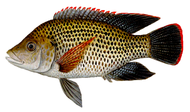 Salt and Water Balance in Fishes: Endocrine Mechanisms of Environmental Adaptation