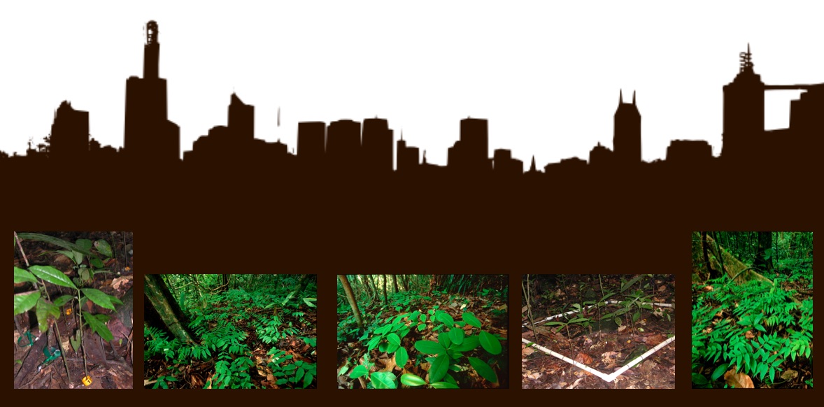 Who are the Species in Your Neighborhood?Density-dependent Interactions in a Tropical Tree Community
