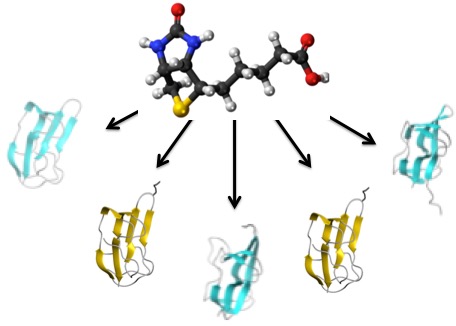Regulating Vitamin Biotin Distribution: Implications for Health and Biotechnology