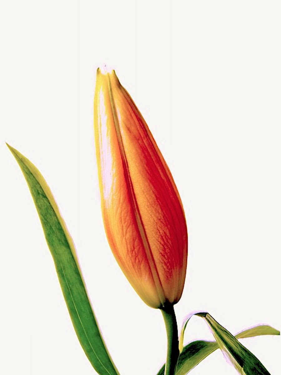 First Songs: The Bard Conservatory Graduate Vocal Arts Program Presents Two Preview Concerts&nbsp;