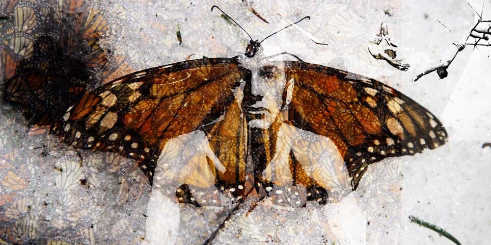 If Butterflies Could Speak!&nbsp;