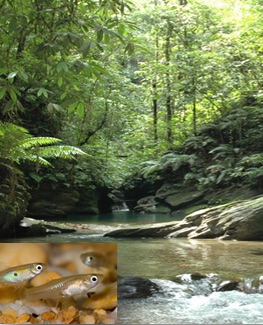 Energetic Mechanisms for Coping with Environmental Change