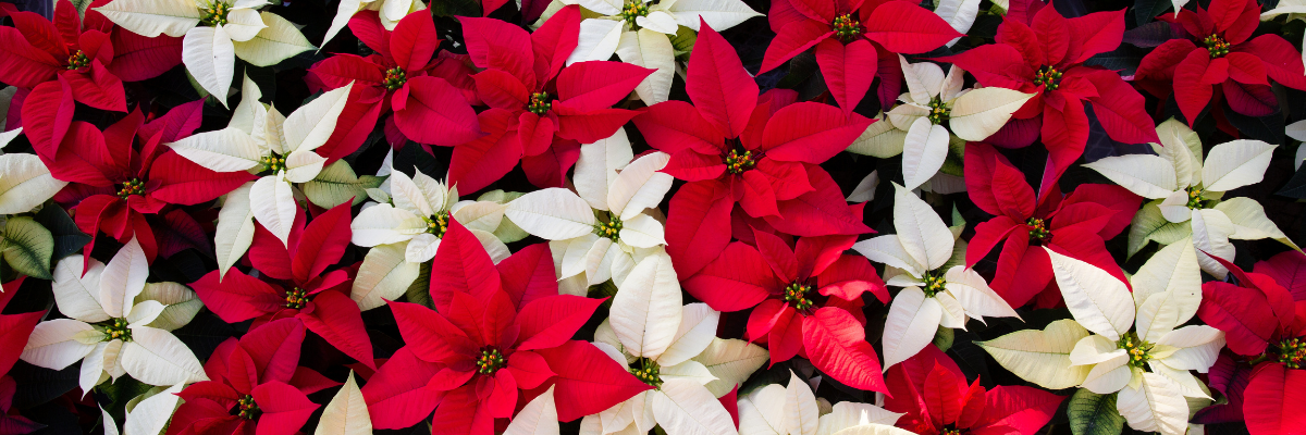 Poinsettia Fundraiser for Blithewood